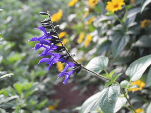 ようやく九州や西日本の雨がおさまり涼しかった昨日よりは少し暖かくなりそうです 今日はお盆の16日です お墓にお供えできそうな鮮やかな青い花が咲いています 調べてみましたが名前がわかりませんでした 少しずつ秋の花が咲き始めています /