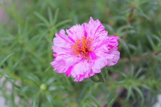 夏に逆戻りしたかのような日差しが朝からさしています 最高気温が30度を超える予報ですがもうしばらく暑さは続くのでしょうか 夏の花マツバボタンが咲いています 葉が松葉に花がボタンに似ている所からマツバボタンになったといわれています この辺で食用にしている「ひょう」ににていたので私が子供の頃は「アメリカヒョウ」と呼んでいたような気がします 日照を好むのでこれからももうしばらくは花が楽しめるのでしょうか/