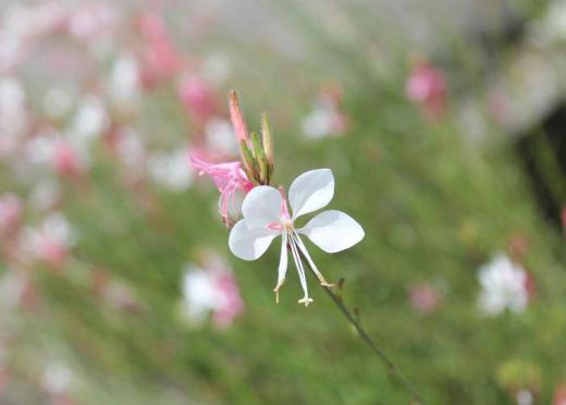 「ガウラ・リンドヘイメリ」と難しそうで長ったらしい名前の花ですが「ガウラ」はギリシャ語で「堂々たる、華麗な」という意味で美しい花が目立つことから付いた名前だそうです 小さな白い蝶が羽を広げて舞っているような形から別名「ハクチョウソウ」とも呼ばれ風に揺れる姿が涼しげです 6月頃から咲き始め10月まで楽しめる息の長い花です/