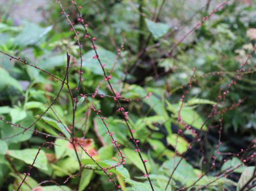 「ミズヒキソウ」が長く伸びた花穂(かすい)に紅い小さな花が点々とついており、ご祝儀の水引に見立ててこの名前が付いたそうです お祝いの花にしてはあまりにも素朴な花です/