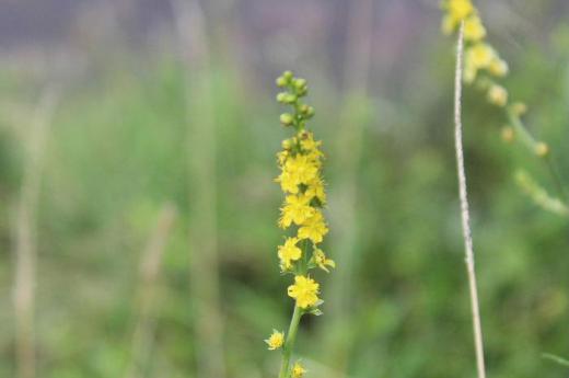 早朝から災害情報がスマホからけたたましく発せられ今日も雨のようです 先日山の道ばたに「キンミズヒキソウ」の黄色い小さな花を見つけました ミズヒキソウの名前が付いていますが先日紹介したミズヒキソウとは違う種類で 全く関係がない野草です 花は5〜10mm程度の大きさで総状に付いています 金色の水引にたとえてこの名前がついたといわれています/