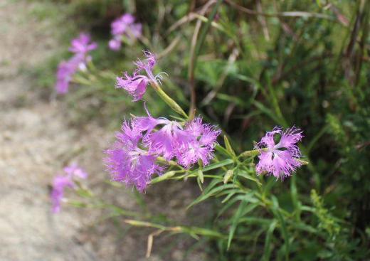 日当りの良い山道の土手に花びらの先が糸状にのびた「カワラナデシコ」を見つけました 名前は河原に咲く撫子から来たといわれています 秋の七草の一つで万葉の頃から親しまれていたそうですが知りませんでした /