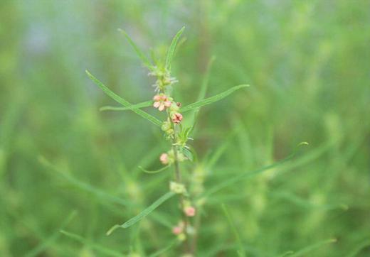 青々と茂っている「コキア」にいつの間にか小さな花が咲いています これまで「コキア」は秋に真っ赤に紅葉する様子に目をうばわれていましたが、初めて花をジックリと眺めてみました 2〜3ミリの小さなオレンジ色の花です アップして撮影しましたがなかなか 上手く撮れません 秋が一歩一歩近づいていることを実感しています/