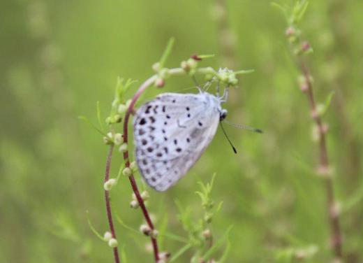コキアの先に小さな蝶がとまっていました 昆虫にはくわしくありませんがネットで調べてみました「ルリシジミ」という名前の蝶ではないでしょうか 草花や虫たちの季節です/