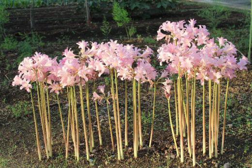 Sさんの庭に地面から長い茎をたくさん伸ばし その先にピンクのユリのようなかわいい花を咲かせています 「ナツズイセン」で春に細い葉を伸ばし夏になるとその葉が枯れると伸ばした茎の先に花を咲かせるそうです 球根で増えるので植えてみませんかと声をかけていただきましたが庭が狭いので遠慮させていただきました /