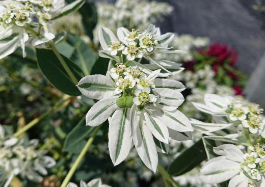 白い葉に白い花が咲いています 道路そばの畑にさいていましたので作物でしょうか ネットや図鑑で探しても名前がわりません 遠くから見るとでも爽やかさを感じる花です ヤマガタンver9 山形の人脈データベース 白い葉に白い花が咲いています 道路そばの畑にさいていましたので作物でしょうか ネットや図鑑で探しても名前がわりません 遠くから見るとでも爽やかさを感じる花です ヤマガタンver9 山形の人脈データベース