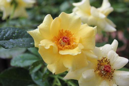 今日が8月最後となりました 四季咲きのバラが少し涼しくなって咲き始めました 小っちゃな庭に黄色のバラが3種類さいています 黄色のバラは香りが強くとてもいい匂いが漂って癒されます 夏で疲れたバラに少し元気が戻ってきました/