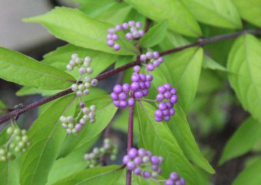 早いもので今日から9月です 朝から小雨が降っています 秋の風になり夜は肌寒さを感じる季節になりました 庭の「コムラサキシキブ」の実が薄紫に色づいてきました 秋の花とともに葉や実が色づいてきてこれまでとは違った風景を見せてくれます 花とともに色づいていく葉や実を追いかけてみよう/