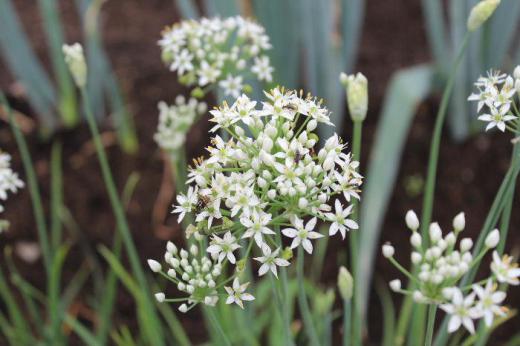 昨日からぐっと涼しくなり夏の暑さがウソのように肌寒いほどです 餃子などに使われている「ニラ」の花が咲いています あまり気にもとめないで通り過ぎてしまいますが畑の縁などに植えられているのをよく見かけます ニラの花が咲く前の茎も美味しいです/