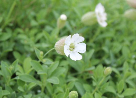 朝から小雨が降っています 昨日散歩中に道ばたでガクが袋状に膨らんで白い「シラタマソウ」を見つけました 道ばたや荒れ地に咲いているとのことですが 見つけた所でまとまって咲いており風に揺れて愛らしくさえ感じます 和名は「シラタマソウ」と可愛らしい名前ですがドイツ名は「Kropf 胃袋」とか英名のBladderは膀胱という意味だそうです 名前の不思議さに驚いています/