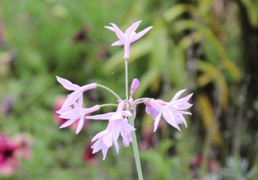 英語名「Society Garlic」翻訳すると「社会ニンニク」として知られているそうです 和名「ツルバギア」の花や葉 茎などは料理に利用されているそうですが本当でしょうかね 茎や葉を傷つけるとニンニク臭があるそうです/