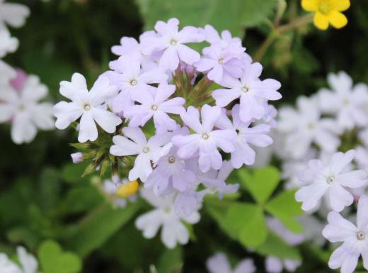 朝から陽ざしが注いでいます 5枚の花弁がさくらのように茎の先端に半球状にまとまって咲いている「ビジョザクラ」が咲いていました 「バーベナ」とも呼ばれていますが赤や紫、白など様々な色の花を咲かせてくれます 5月頃から10月頃までと息の長い花で花壇やプランターによく植えられ庭を彩っています/