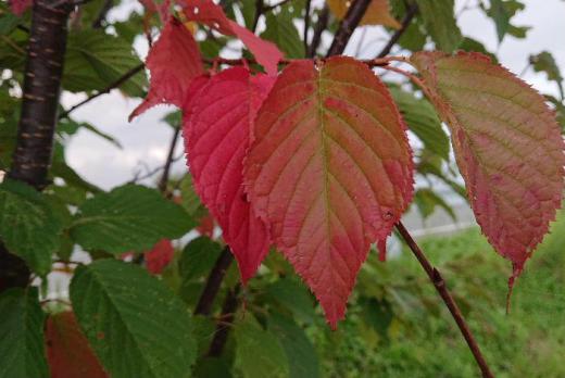 9月に入って涼しい日続いています 今朝も朝から冷たい雨がふっています 田んぼの稲穂も黄色に色づいて稲刈りまでもう少しです 道ばたの桜の葉が緑の中に真っ赤に紅葉した葉もチラチラ見えてきました 秋ですねえ/