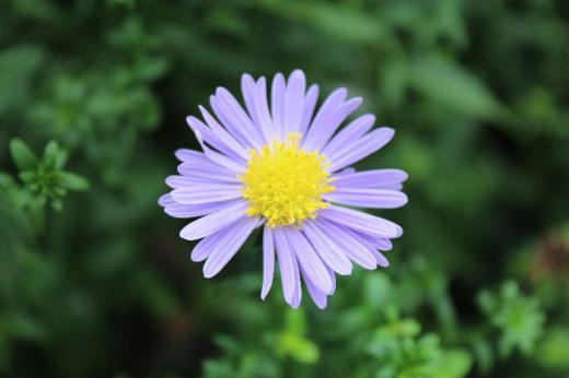 幼い頃から生家の庭に咲いていた紫色の「シオン(この名前でいいのかな)」がそちこちに咲いています その頃は名前も解りませんでしたが「シオン(紫苑)」と花の色にピッタリの名前の花でした 「オニノシコウグサ(鬼の醜草)」とか「ジュウゴヤソウ(十五夜草)」など変わった名前もついているようです/