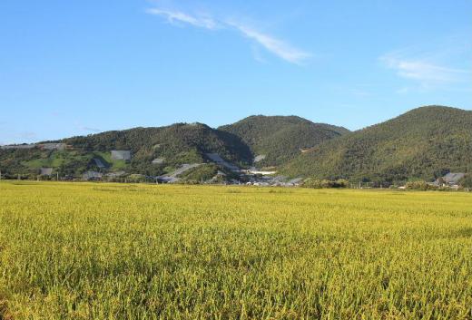 白竜湖の周りの田んぼの稲が黄金色になってきました まもなく稲刈りがはじまります 収穫の秋の始まりであり翌年への橋渡しをする大切な季節の変わり目です 植物によっては実を付けながらもう翌年の花芽を付けている花木もあります/