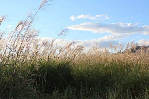 秋ですねえ ススキが風に揺れ朝日に映えています もう少しすると真っ白に輝いいるススキを見ることができます ススキに満月のお月さまは秋を象徴する風景の一つでしょうか/
