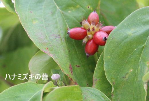 「ハナミズキ」に真っ赤な実が付きました その実のそばに来年花を咲かせる花芽がもう付いています 実を付け葉を色づかせて葉を落とし厳しい冬を迎えようとしています その傍で来年の準備をしているのです 毎年繰り返す自然の不思議な摂理です/