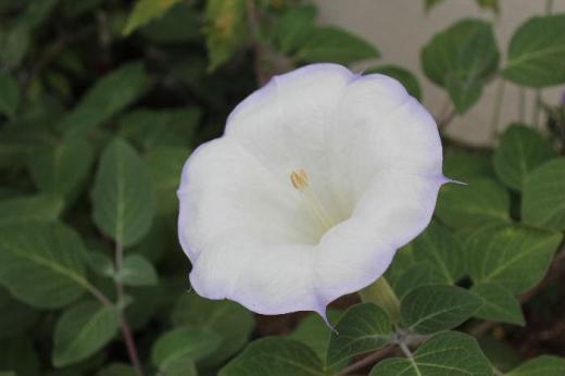 10ѤۤɤÎÇò¤¤²Ö¤Ç¤«¤¹¤«¤ËÇö»ç¿§¤Î±ï¼è¤ê¤Î¤¢¤ë¡Ö¥Á¥ç¥¦¥»¥ó¥¢¥µ¥¬¥ª¡×¤¬ºé¤¤¤Æ¤¤¤Þ¤·¤¿¡¡¿¢¤¨¤Æ¤¤¤ëÊý¤«¤é¶µ¤¨¤Æ¤¤¤¿¤À¤¤Þ¤·¤¿¤¬Í¼Êý¤Ëºé¤¤¤ÆÍâÄ«Æü¤¬¤¢¤¿¤ë¤È¤·¤Ü¤ó¤Ç¤·¤Þ¤¦¤Î¤À¤½¤¦¤Ç¤¹¡¡²Ö¤¬½ª¤ï¤Ã¤Æ¥È¥²¤Î¤¢¤ëÂ礤µ¤Î¼Â¤â¤Ê¤Ã¤Æ¤¤¤Þ¤·¤¿¡¡¤¢¤Þ¤ê¤¤¤¤¥Ë¥ª¥¤¤Î²Ö¤Ç¤Ï¤¢¤ê¤Þ¤»¤ó¤Ç¤·¤¿¡¡½é¤á¤Æ¸«¤ë²Ö¤«¤â¤·¤ì¤Þ¤»¤ó/