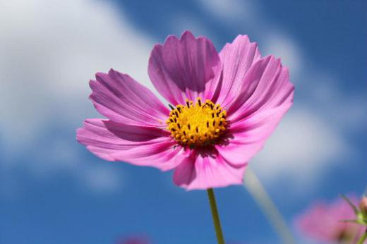 青い空白い雲と爽やかな秋の季節にピッタリのコスモスの花が咲いています この季節になると秋の代表的な花のにコスモスの花が咲き乱れる写真が新聞や雑誌に掲載されるようになります/