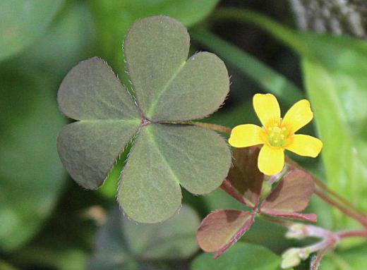 いたるところに地面を這うように生えている「カタバミ」の黄色の小さな花が咲いています ハート型の3枚の葉と5枚の黄色の小さな花びらが付いています 円柱形の果実は熟すと果皮が割れて種子を弾き飛ばし増やしていきます 「カタバミ」という名前は「傍食み(かたばみ)」の意味で 葉の上半分が虫に食われたようになりハート型になることから付いたといわれています/