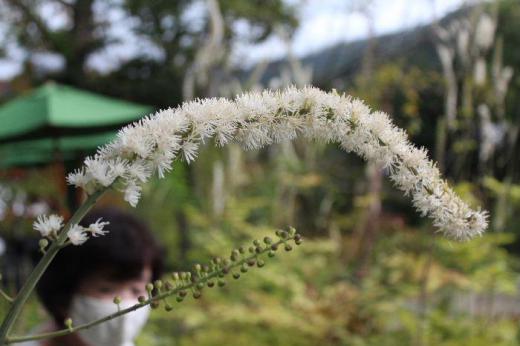 小さな白い花が稲穂のように咲いている「サラシナショウマ」と呼ばれる花を蔵王のペンション村のオープンガーデンで見つけました 多年草の植物ということで毎年咲かせてくれる花で庭にも植えてみたいと写真におさめました/