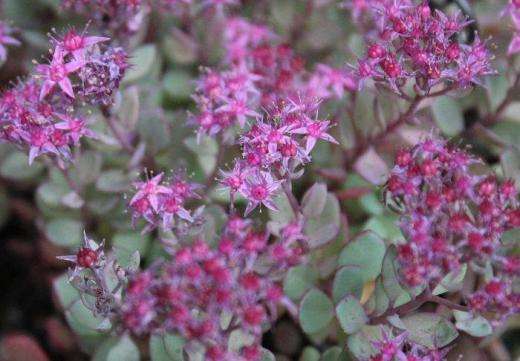 「ミセバヤ」「ヒガタミセバヤ」? 今まで聞いたことがない花の名前ですがネットで調べ図鑑と照らし合わせたところこんな名前がヒットしました 本来岸壁に生える植物だそうですが鉢植えにされて花を付けて育てている人もおります 「ミセバヤ」この美しい花を誰に見せようかということでこの名前が付いたそうです/