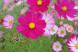あちこちの道ばたにコスモスの花が咲いています ピンクや..:2021/09/30 09:00