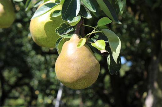 今日は夏日の予報で全国的にも晴れマーク一色です 秋真っ盛りで果物の美味しい季節になってきました 山形県の特産品の一つ「ラフランス」がたわわに実り始めました 収穫の時期はまだ先でしょうかどんどん美味しさを増し私達の前に出てくるのもまもなくでしょうか/
