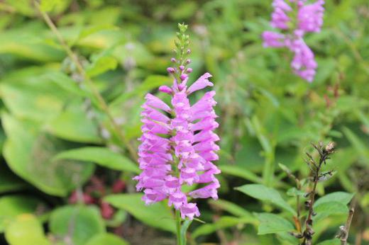 とても可愛いピンクの花が整然と並んで「ハナトラノオ」と似てますが茎が丸いので違うのかな 「ハナトラノオ」は四角の茎に下から上に整然と並んで小さな花を咲かせますので「ハナトラノオ」に似てます/
