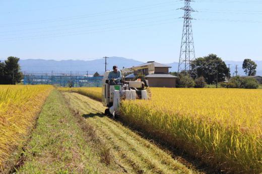 昨日は10月とは言えない真夏日のような暑さにげんなり 黄色の田んぼ真っ青な空のもとで稲刈り機械の音が聞 こえ あっという間に大きな田んぼの稲が刈り取られていきます 食卓にも新米の美味しいご飯が出てくる季節になりました /