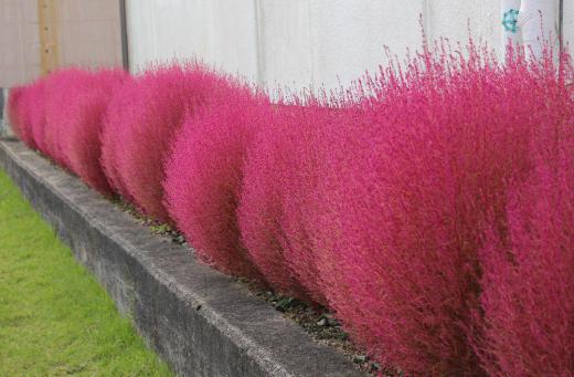 秋が深まり朝は少し肌寒さを感じるようになりました 秋色のコキアがようやく赤みを帯びてきました 夏の陽ざしと寒さが鮮やかな赤に変えてくれるのですが我が家のコキアは自宅の北の軒下に植えているせいかまだ鮮やかな赤になっていません ですが秋を感じる風景の一つです/