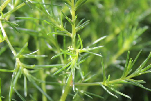 採種用に植えられた「オカヒジキ」の黄色の小さな花を撮りました こんなに小さな花だったことを初めて知りました ハウス栽培が広がり通年で収穫されるようになりましたが採種用は地植えで小さな花や実が付いていました 野菜たちも次の年を見越しているのでしょうか/