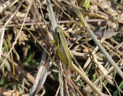 かつて田んぼに入ると一斉に飛び立つ「イナゴ」がめっきり少なくなりました 昨日沖郷小の稲刈り体験を撮らせていただきましたが数匹イナゴをみつけました 植物や小動物の生態も変化していることを実感する一コマです/