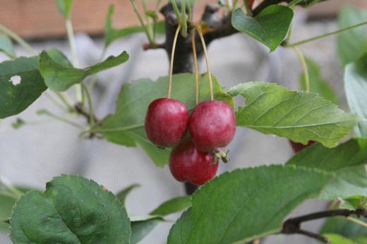 朝から雨が降っています 秋を呼ぶ雨でしょうか 先日近くの山を散策してきましたが花を見つけることができませんでした そろそろ秋も終盤にさしかかりました 木の実が紅く実っており秋を感じさせてくれる風景です この木の実は何の実でしょうか 食べられるのでしょうか/