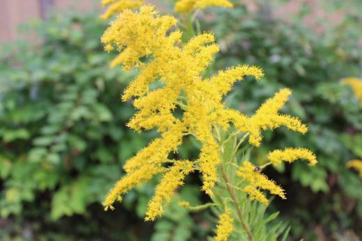 アメリカからの帰化植物「セイタカアワダチソウ」が道路脇や野原など至る所に 直立した茎に鮮やかな黄色の花を咲かせています 背丈が高く地下茎を伸ばし群落して咲いています 実を付ける頃に穂が泡立っているように見えるのでこの名前がついたのでしょうか 朝ドラの「おかえりモネ」のトップシーンに出てくる花が「セイタカアワダチソウ」でしょうか/