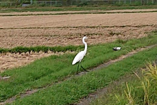 「米沢に白鳥が飛来した」とのニュースが報道されていました いよいよ冬到来の知らせでしょうか 田んぼに稲刈りの終わった白い鳥が舞い降りていました シロサギでしょうか あぜ道で虫をさがしているのでしょうか あるいは落穂をついばんでいるのでしょうか/