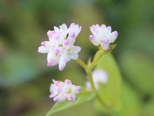 昨年9月25日に「ミゾソバ」と紹介した小さなピンクの可愛い花が川辺に今頃まで咲いています よく似た花に「ママコノシリヌグイ(継子の尻拭い)」名前がついている野草があります 茎に下向きの小さなトゲがついているところも似ていますし 5ミリほどの小さなピンクの花 葉の形も似ています どちらかはわかりませんがこの野草の花ももう少しで終わりそうです/