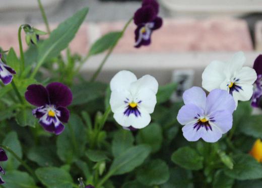 冷たい秋雨が降っています 少しずつ秋が深まり冬が到来するのでしょうか 雨に濡れた「パンジー」の花が咲いています 今年の夏に採った種を植え芽出しさせたのがようやく花を咲かせてくれました 今ホームセンターなどでも並び始めました 雪の下でも育つ草花で来年の春から夏にかけて玄関先などを彩ってくれる花です/