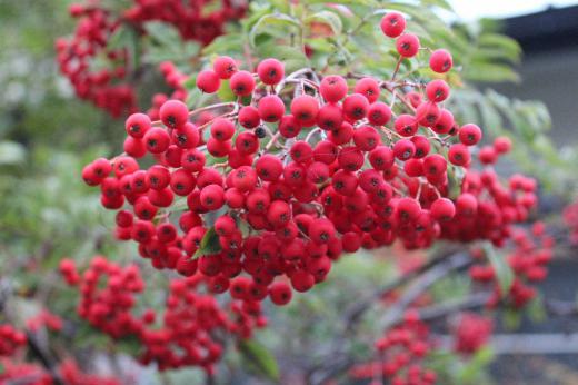 散歩の途中で真っ赤に色づいた実の花木をみつけました 調べてみると「ピラカンサ」という花木の実でないかと思われます 紅や黄色の実は秋を彩ってくれます 今朝の気温は1度ほどで本当に寒い一日のスタートです 我が家の庭も道ばたや道々の庭にも花がなくなり寂しくなりますね/