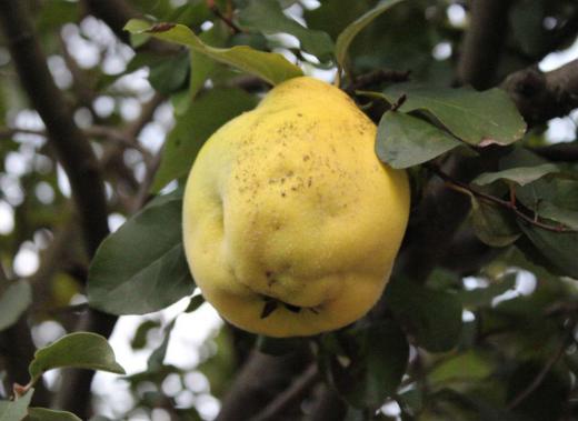 秋を彩るさまざまな果が実っています あまりお店には出回りませんが芳香剤の代わりに居間や車によく置いている「カリン」が黄色に熟んできました 気温の下降とともに秋が深まってきたことを実感しています/