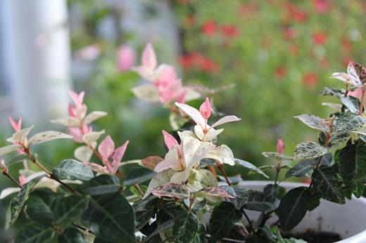 蔵王や鳥海山の初冠雪の便りが届いています 庭の「ハツユキカズラ」も雪が振りかぶったように葉が白やピンクに染まっています 今日も強い風が吹きときおり雨も降っています 厳しい冬が間もなくやってきます 今年は雪が多いのでしょうか/