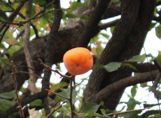 昨日一昨日と寒かったですねえ 冬がやってきたのではないかと思われる一日でした 秋の風物詩「カキ」が花のようになっています「カキ」に雪が積もっている風景ももうすぐです /