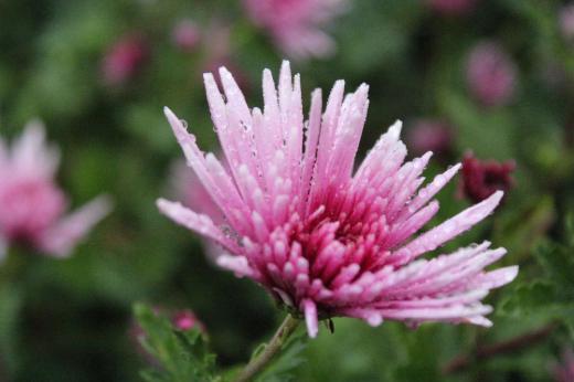 冷たい小雨が降っています 晩秋のこの季節になると咲いている花は「キク」が主となります 大きなキクから小さなキクまで様々ですが道々の傍の畑には食用ギクの「もってギク」が薄紫色に染められひときわ目立つようにさいています シャキシャキとした食感と香りは置賜地方の秋を伝える伝統の食材の一つです/