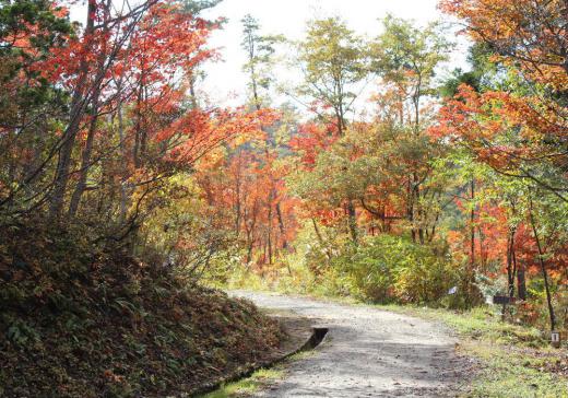 元同僚が勤務する飯豊自然の家を訪問しました ついでに施設の周りで秋色を探しに散策しました まだ緑の葉を残しながらだいぶ色づいてきました すでに葉を落としている木もありましたが緑や黄色、橙などの自然の織りなす風景にしばし立ち止まり深呼吸しました ここ数日は今年最後の秋を楽しむことができる日々でしょうか/