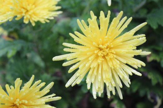 「キク」百態 散歩している道端の傍の畑にいろいろな菊の花が咲いています 秋を象徴する花ですが もう咲いている花は菊ぐらいしかなくなりました/