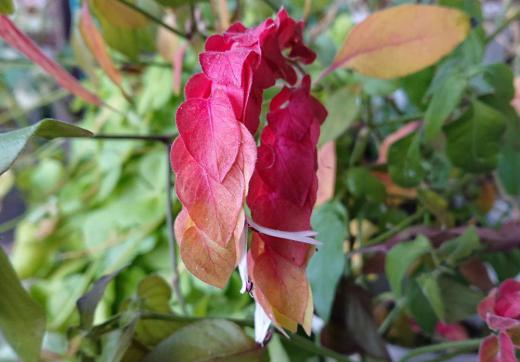 友人の玄関先に見慣れない花が咲いていました 調べてみると「コエビソウ」という花であることがわかりました 花が海老のしっぽに似ていることから付いた名前であるとのことです 咲いている花が少なくなってきた中で紅いピンクの花がひと際目立って咲いています /