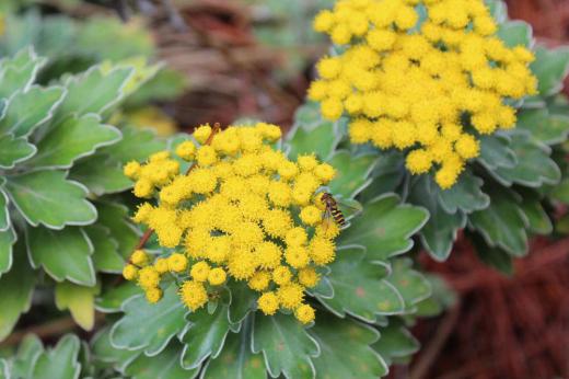 漆山の珍蔵寺の庭に黄色の小さな花が密集している「イソギク」を見つけました 白い縁取りがある変わった厚い葉でこの時期になかなか咲いている花を見かけなくなったので思わずシャッターを切りました 図鑑によると分布は千葉〜静岡、伊豆諸島の海岸に自生していると野草ですが鑑賞用として栽培されているとのことですが なぜ珍蔵寺の庭に栽培されているのでしょうか /