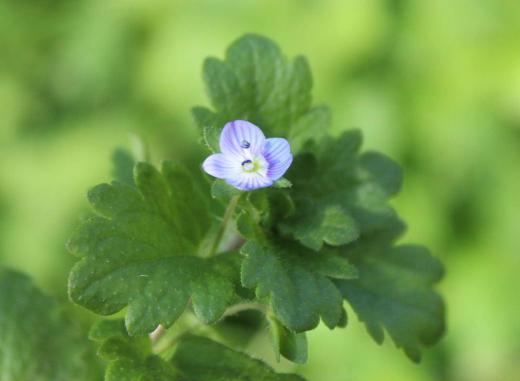 季節ハズレの淡い紫色の「オオイヌノフグリ」の花が咲いていました この花は早春の2月から初夏にかけて咲く雑草でどこにでも咲いている花ですが 今頃咲いているのも珍しく思わずカメラにおさめました/