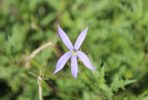 可憐な薄紫色の「イソトマ」という花が近所の庭に咲いていました 名前も知らなかったのですが教えていただき図鑑で調べてみると11月まで咲いている花で茎を切ると出る白い液は有毒だと書いています 紫色以外にピンクや白もあるようです/