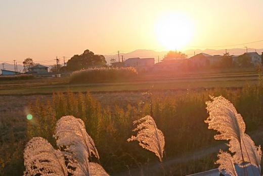 明日から雨が降りそうな予報です 一雨ごとに秋が深まり冬の足音が聞こえてきます 夕日に照らされたススキがそんな気配を伝えているようです/